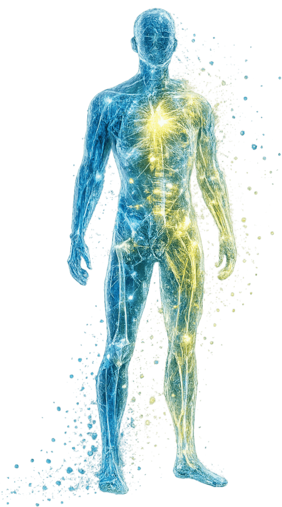 Human body made of cells